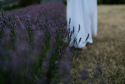 Purple flowering plants on field