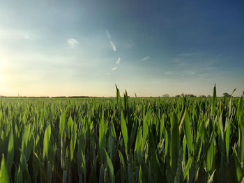 Crops growing on field against sky