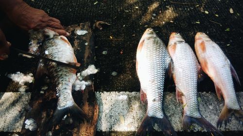 Close-up of hand holding fish