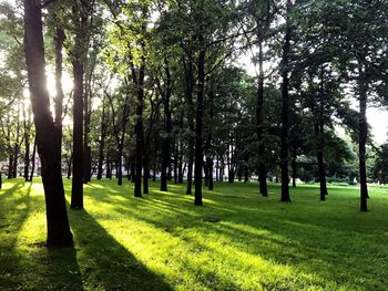 View of trees in park