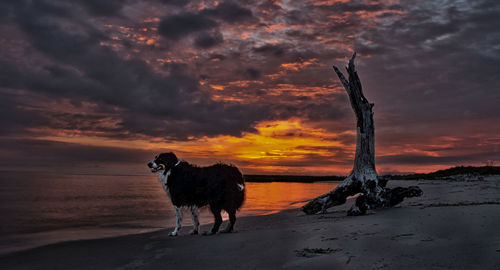 Dog on beach during sunset