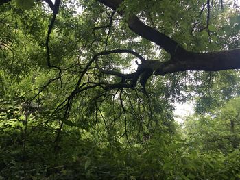 Low angle view of trees