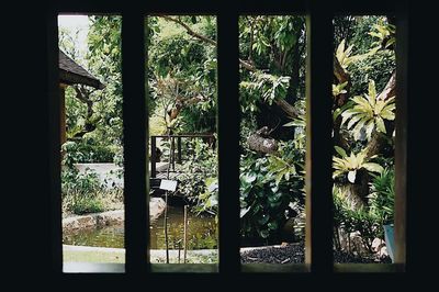 Trees and plants seen through glass window of house