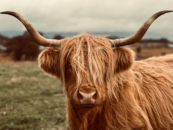 Highland cow