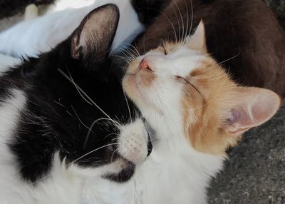 Close-up of cat sleeping