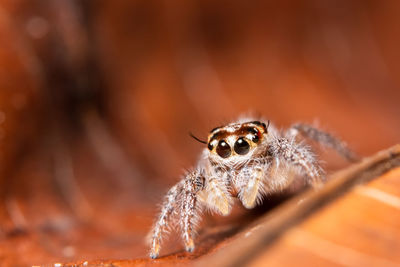 Close-up of spider