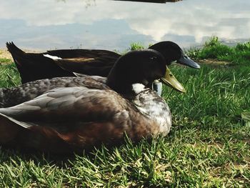 Close-up of ducks on grass