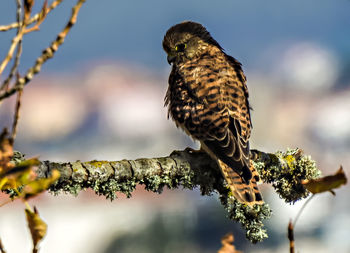 Close-up of eagle perching on branch