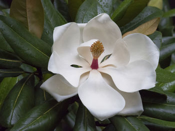Close-up of white flower