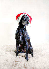 Black dog wearing a beautiful christmas hat.
