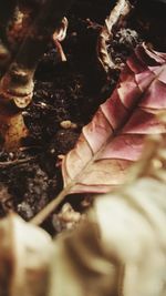 Close-up of plant against blurred background