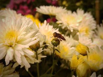 Close-up of bee pollinating on flower