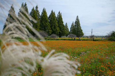 Scenic view of field against sky