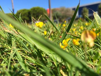 Close-up of flowers growing in field