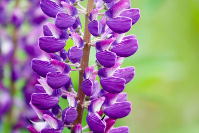 Close-up of purple flowering plant