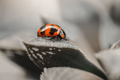 ladybug