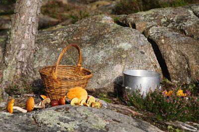 Wicker basket and mushrooms on rock