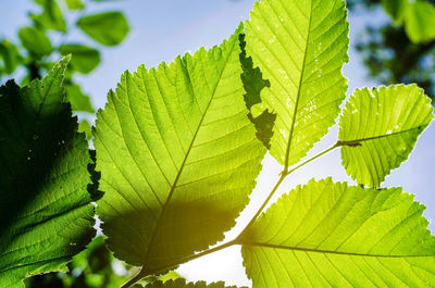 Close-up of fresh green leaves against sky