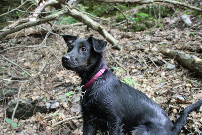 Close-up of black dog sitting outdoors