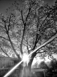 Low angle view of sunlight streaming through tree