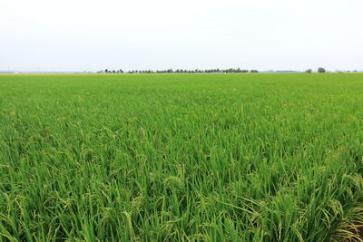 Scenic view of wheat field against clear sky