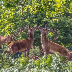 Deer standing in forest