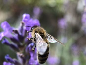 Close-up of bee pollinating on purple flower