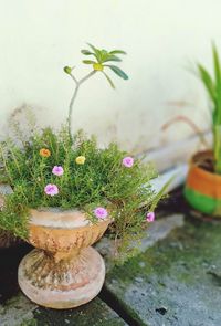 Close-up of potted plant in pot