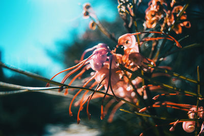 Close-up of pink flower on branch