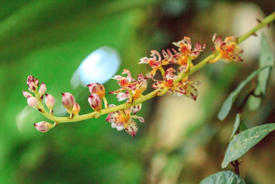 Close-up of flower buds on branch