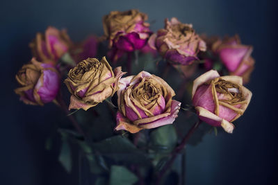 Close-up of wilted rose