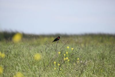 Insect on a land