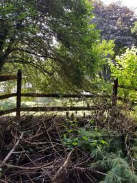 Trees in forest