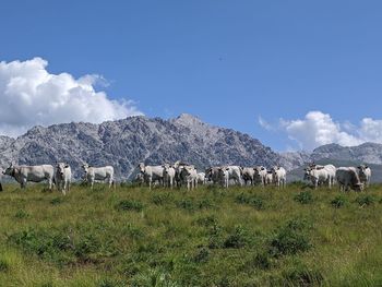 View of sheep on field against sky