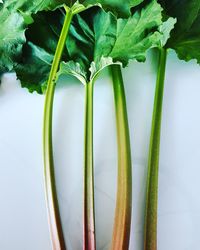 Close-up of green rhubarb against white background