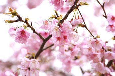 Close-up of pink cherry blossoms in spring