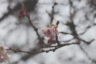 Close-up of cherry blossoms in spring