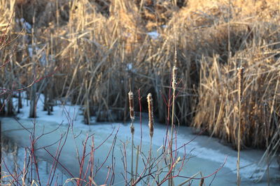 Scenic view of frozen lake during winter