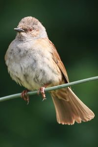 Close-up of bird perching on twig