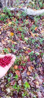 High angle view of person by plants during autumn