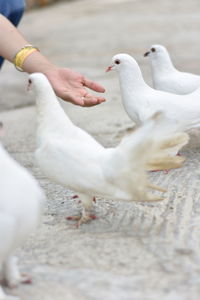 Low angle view of seagull feeding