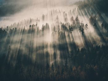 Close-up of trees in fog