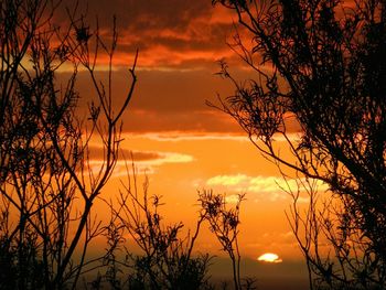 Silhouette of trees at sunset