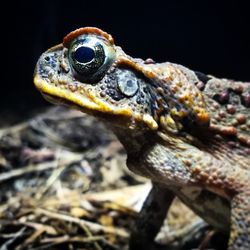 Close-up of lizard