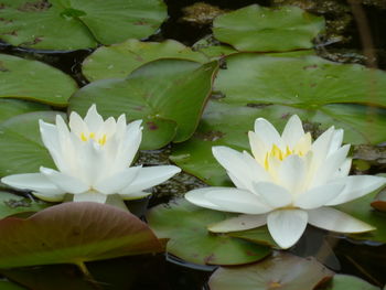 Close-up of water lily blooming outdoors