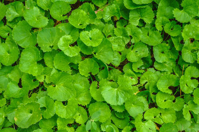 Full frame shot of green leaves