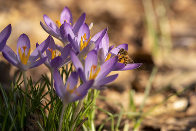 Close-up of honey bee pollinating on purple flower