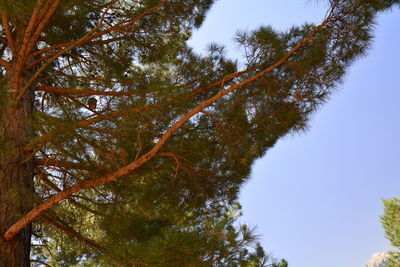 Low angle view of trees