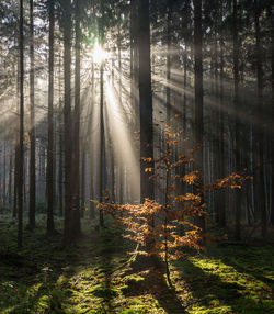 Sunlight streaming through trees in forest