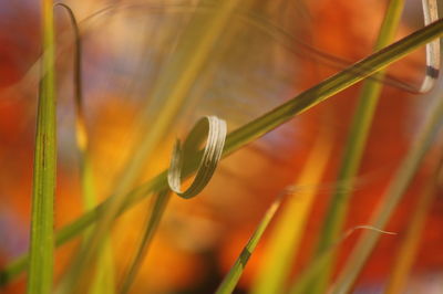 Close-up of grass